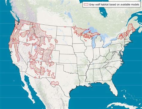 DNA test identifies wolf in New York, raises questions about presence of population in Northeast ...