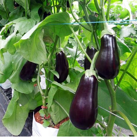 Aubergine & Eggplant Farming | Coir Grow Bags | Galuku