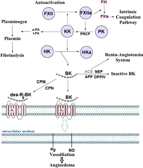 Mechanisms Of Disease The Tissue Kallikreinkinin System In | My XXX Hot ...