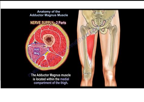 Anatomy of the Adductor Magnus Muscle — OrthopaedicPrinciples.com