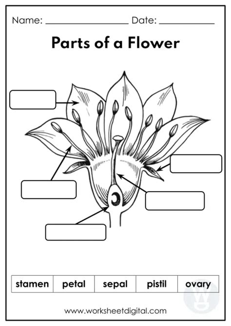 Label Parts Of A Flower Worksheet Kindergarten - Worksheets Printable Free