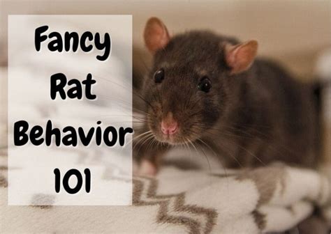 Rat Behavior - What is Your Rat Expressing? - The Pet Savvy