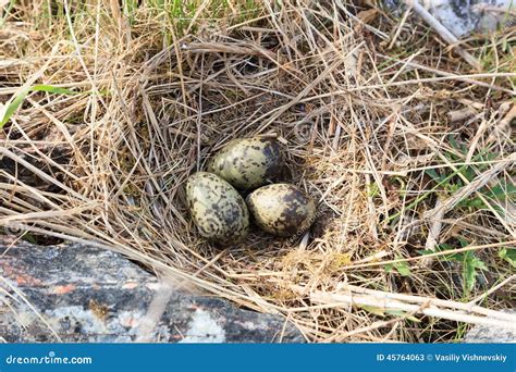 Nest of the Common Gull (Larus Canus) Stock Image - Image of fauna, habitat: 45764063