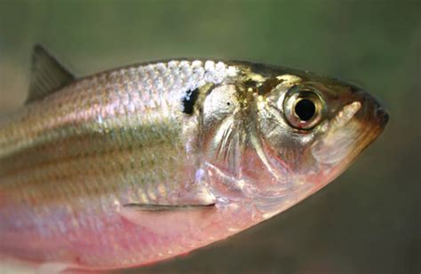 Shad - Description, Habitat, Image, Diet, and Interesting Facts