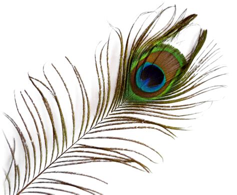 25+ Best Looking For Peacock Feather Images High Resolution Png - Mandy Zimmerman | Drawing Ideas