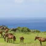 Yonaguni Horse Information, Origin, History, Pictures