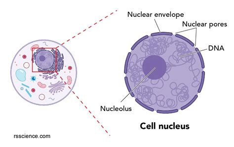 Cell Nucleus - function, structure, and under a microscope - Rs' Science