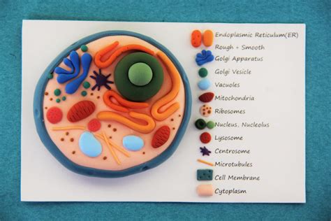 Eukaryotic Plant Cell Model