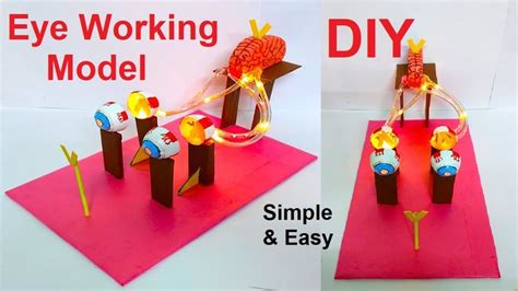 eye working model for science exhibition - diy - in easy and simple ...