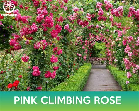 Pink Climbing Rose Organic Seeds Flower Seeds Perennial | Etsy