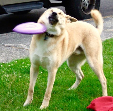 Dog Frisbee Fail