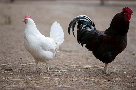 Premium Photo | A hen and a rooster walk on the farm