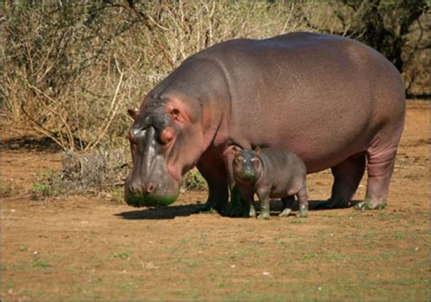 Hippo sweat: The next big thing in sunscreen?