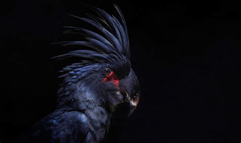 animals, Birds, Parrot Wallpapers HD / Desktop and Mobile Backgrounds