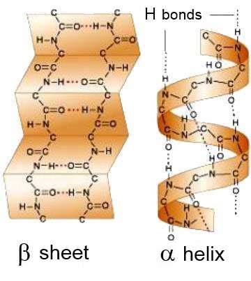 Hydrogen bonds in basic protein structures