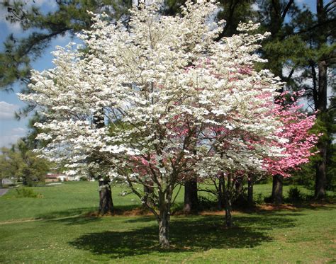 Dogwood Trees in bloom | Trees are our Friends | Pinterest | Dogwood ...