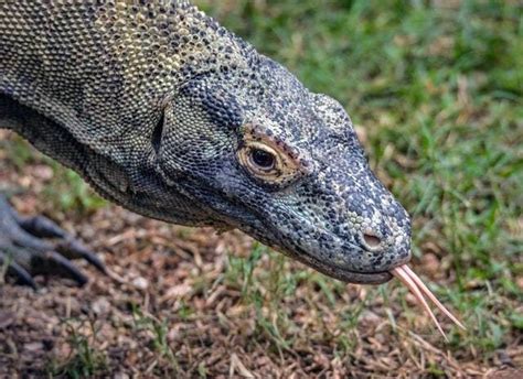 3 Fakta Menarik Komodo, Biawak Terbesar yang Ada di Dunia | kumparan.com