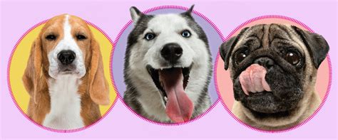 What's in a Breed? | Life Science Article for Students | Scholastic SuperSTEM Magazine