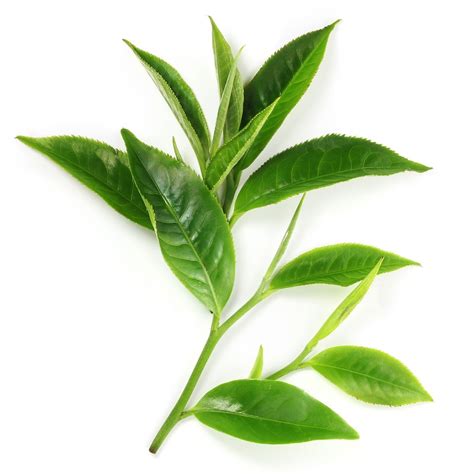 Green Tea Oil Organic - Camellia Sinensis Seed Oil