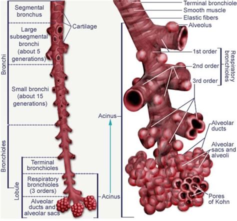 Image result for acinus | Anatomy and physiology, Respiratory system ...