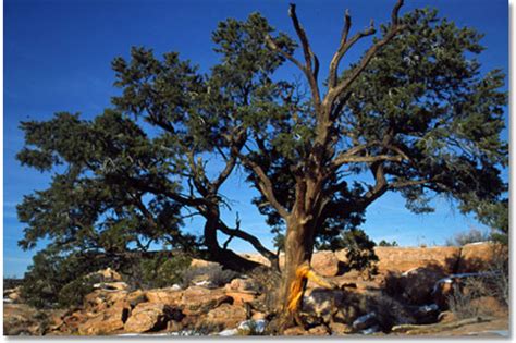 Pinyon Pines are iconic trees of the Southwest.