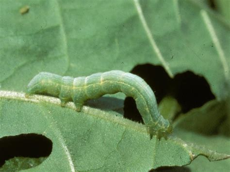 Cabbage Looper Moth – Identification, Life Cycle, Facts & Pictures