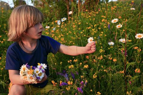 Little Boy Picking Wild Daisies in Field | | Wildernesscapes ...