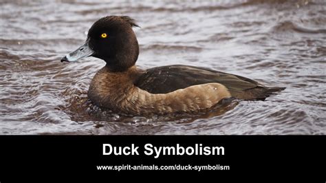 Duck Symbolism - YouTube