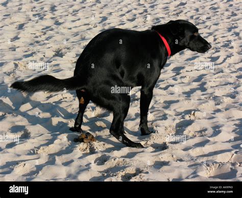 Black Lab Border Collie Mix Puppies