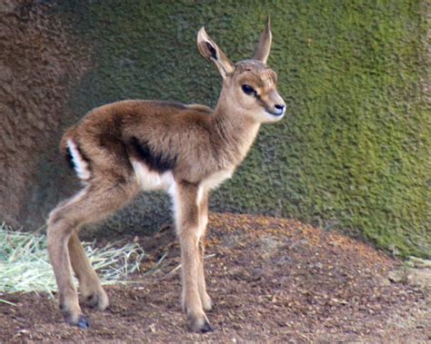 Penny Hyde Photography | Baby Gazelles | Baby Gazelle just 2 days old