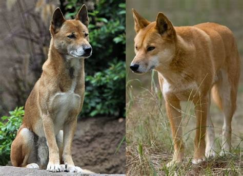 Dingo Facts - Animal Facts Encyclopedia