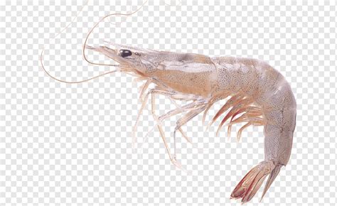 Prawn Computer Icons, Shrimp, crustacean, animals, seafood png | PNGWing