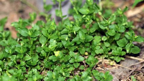 Weed Identification Guide | Which Weeds Have Infiltrated Your Lawn? - LawnStar