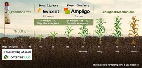 Effective Fall Armyworm management strategy in India | Syngenta