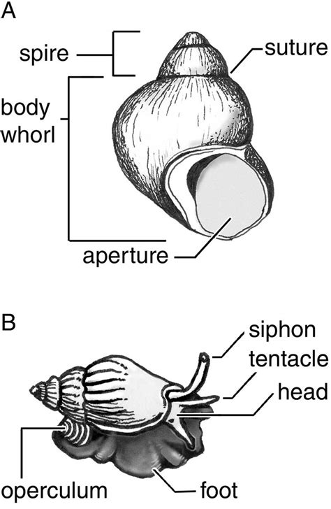 Snail Diagram