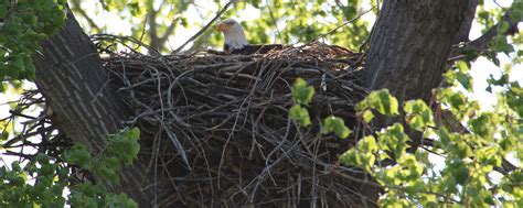 Active Bald Eagle Nest Reporting | North Dakota Game and Fish