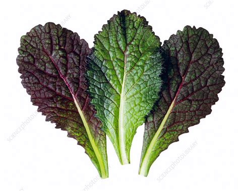 Red mustard leaves (Brassica juncea) - Stock Image - H110/3742 ...