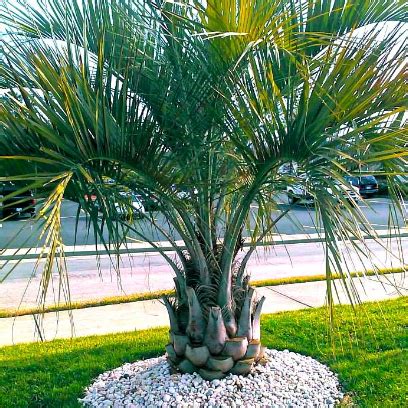 Pindo Palm | Pindo Palm Tree — PlantingTree.com