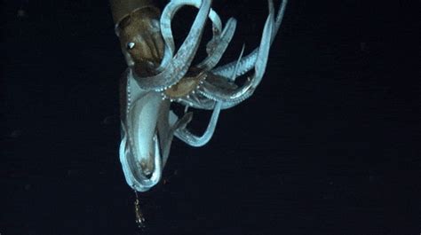 Squid GIF - Find & Share on GIPHY