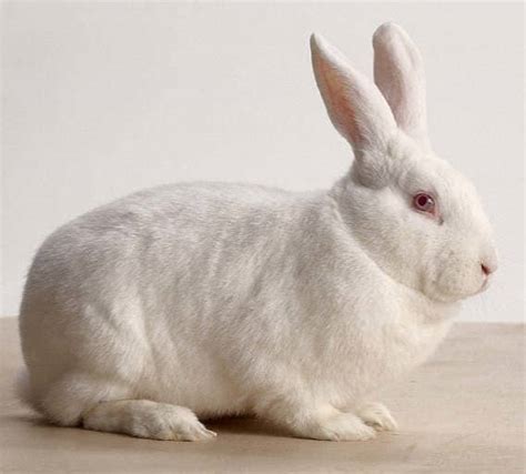 Bunny Breed Guide: New Zealand White Rabbit - PetHelpful