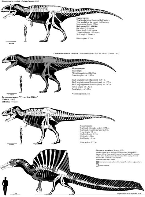 Carnivorous Dinosaurs Size Chart