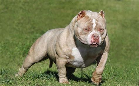 10 Best Muscular Dog Breeds in the World - Tail and Fur