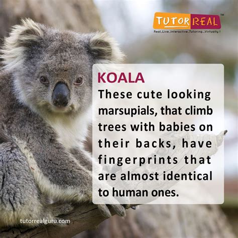 Koala Facts 10 Interesting Facts About Koalas Interesting, 48% OFF