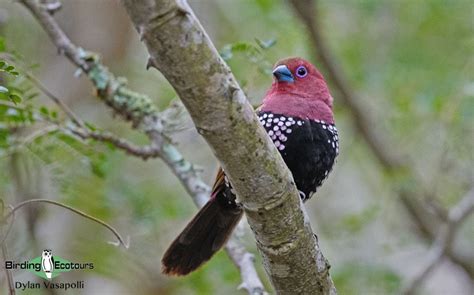 The Endemic Birds of South Africa - Birding Ecotours