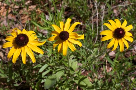 Free Images : nature, field, meadow, flower, petal, herb, botany ...