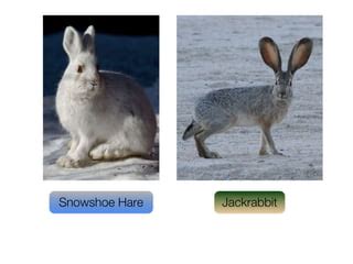 Thermoregulation and ratio of surface area to-volume | PPT