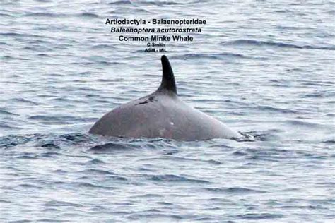 Common Minke Whale | American Society of Mammalogists