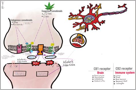 Cannabinoids and endocannabinoid metabolism | Download Scientific Diagram