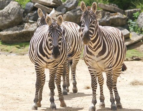 Summer lates at Colchester Zoo | Discover Animals