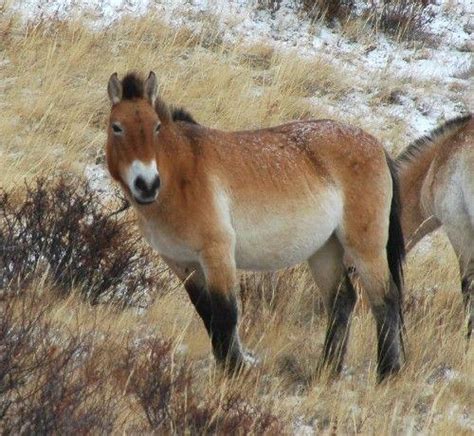 Diets and habitat selection of takhi and red deer in Hustai National Park, Mongolia | Wildlife ...